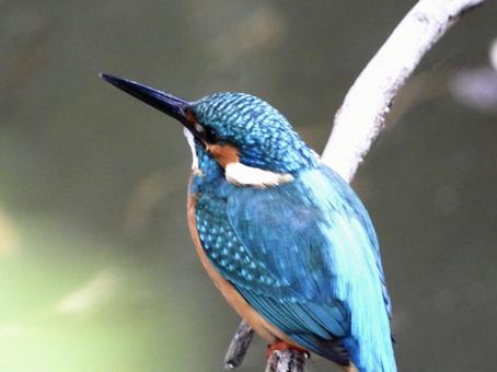枝にとまるカワセミ 枝にとまるカワセミの写真