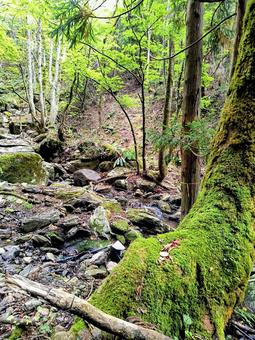 美しい渓谷のある山道 山道,森林,渓谷の写真素材