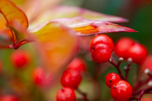 ナンテンの実⑽ 実,ナンテン,植物の写真素材