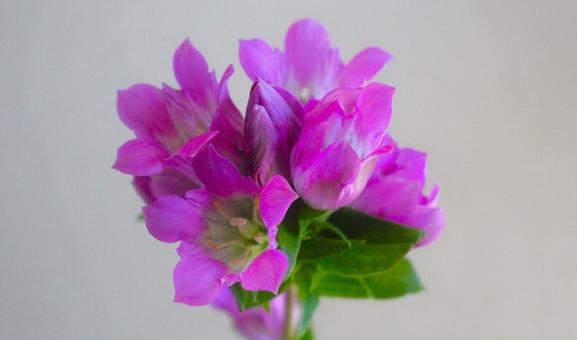 ピンクの花 ピンクの花の写真