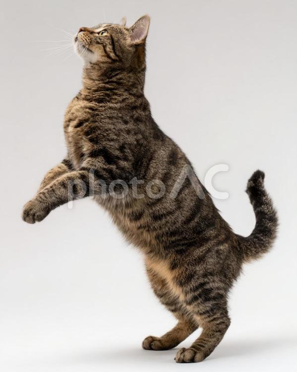 上を見上げてジャンプする可愛い猫 猫,ネコ,ジャンプの写真素材