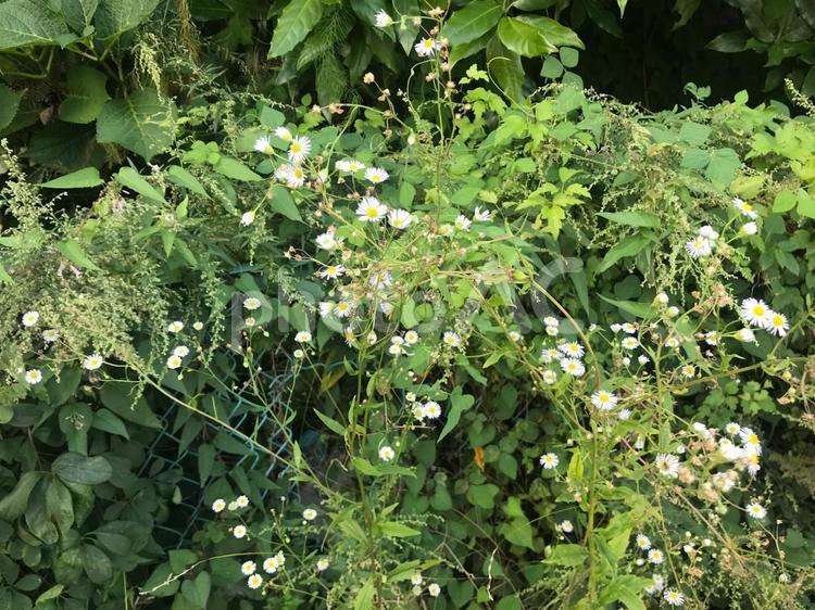 ハルジオン ハルジオン,花,野草の写真素材