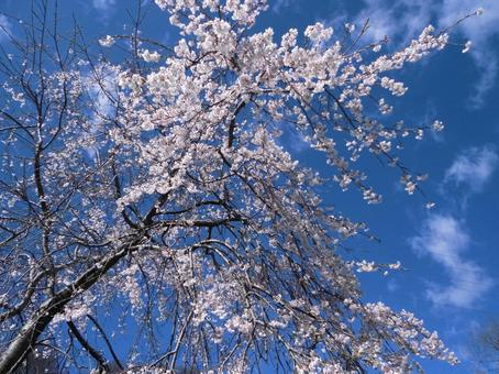 空と桜 空と桜 さくら,花,空の写真素材