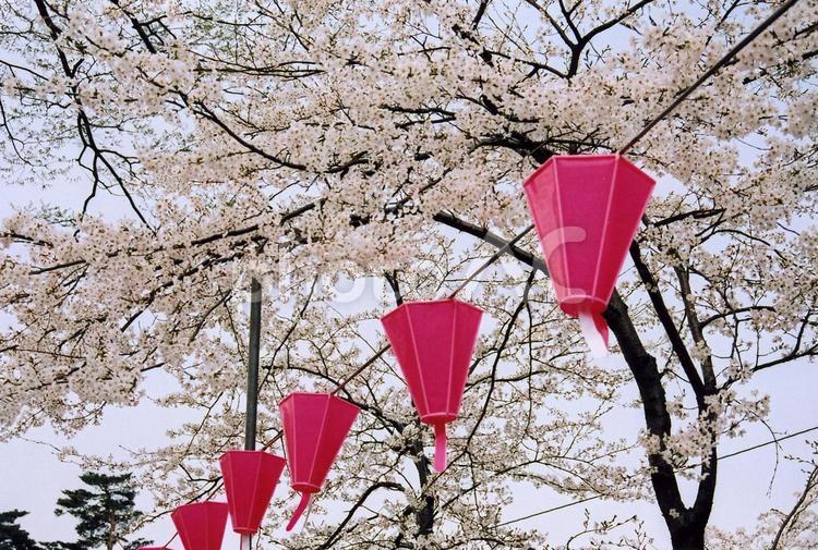 桜の風景　ぼんぼり 桜,ぼんぼり,風景の写真素材