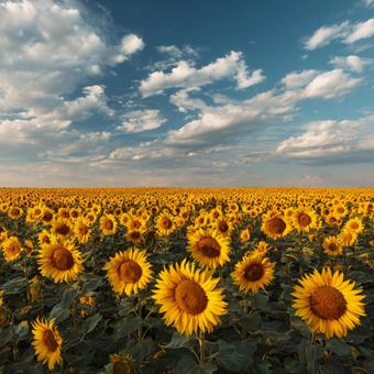 見渡す限り広がる鮮やかな黄色のひまわり畑 見渡す限り広がる鮮やかな黄色のひまわり畑の写真