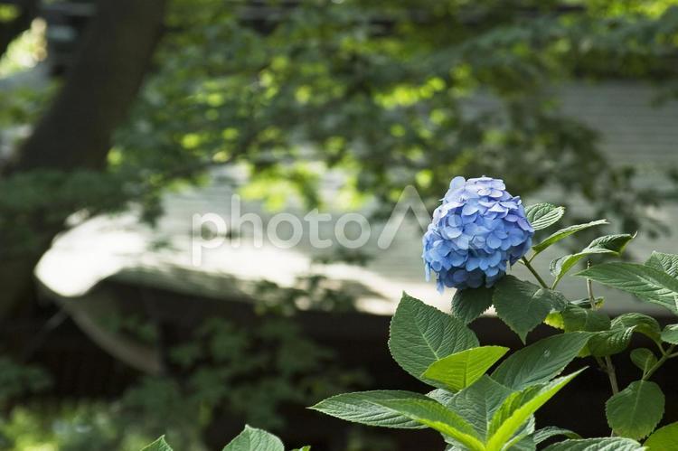 建物とあじさい一厘 花,6月,紫陽花の写真素材