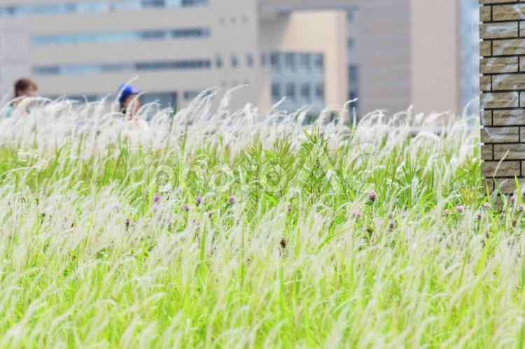 自然と街並み１ 自然,葉,葉っぱの写真素材