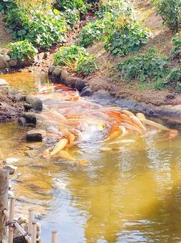 池の鯉 鯉,池,魚の写真素材