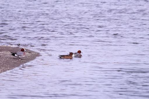 冬の川を優雅に泳ぐ鴨の群れ 鳥,鴨,野鳥の写真素材