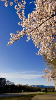 桜01の写真