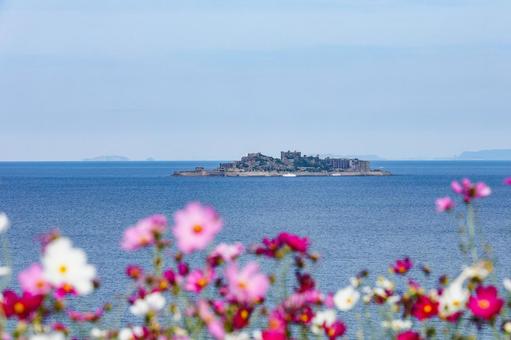軍艦島（端島）展望所のコスモス コスモス,秋桜,コスモス園の写真素材
