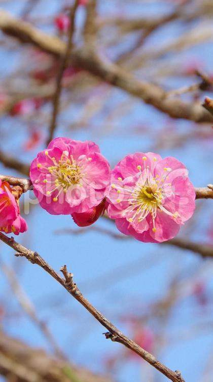 梅の花の接写（武蔵野） 梅の花,梅,薄紅色の写真素材