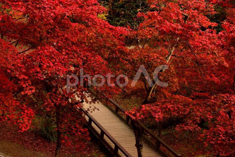 弥彦公園もみじ谷 弥彦,紅葉,弥彦公園の写真素材