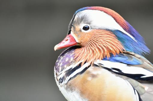 オシドリ オシドリの写真