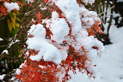 秋と冬の境目 秋,移り変わり,冬の写真素材