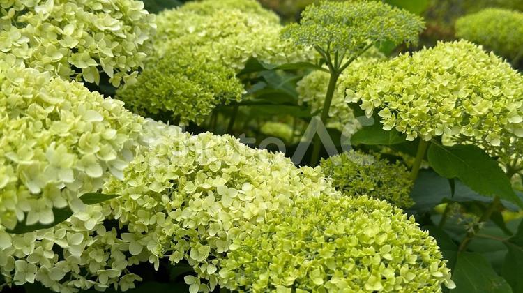 アメリカアジサイ〜アナベル2 あじさい,紫陽花,アジサイの写真素材