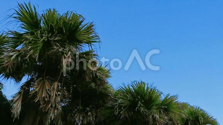 ヤシの木と青空 海辺,海,ナチュラルの写真素材
