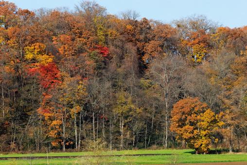 北海道の紅葉 紅葉,枯れ木,秋の写真素材