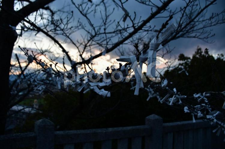 願いを結ぶ黄昏の祈り おみくじ,神社,夕暮れの写真素材