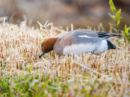 Wigeon duck walking on the ground, JPG