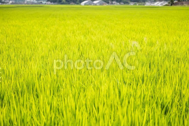 田んぼの稲 稲,米,植物の写真素材