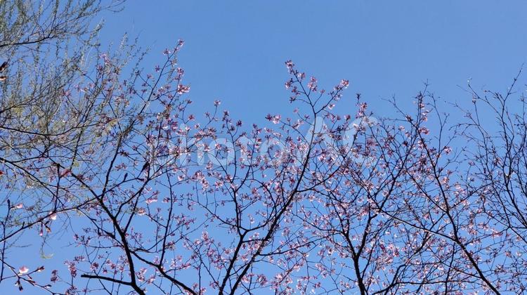 桜が咲き始めた 桜が咲き始めた 春,桜,4月の写真素材