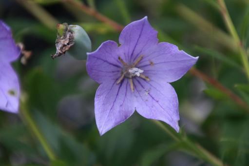 キキョウ キキョウ キキョウ,紫の花,夏の花の写真素材