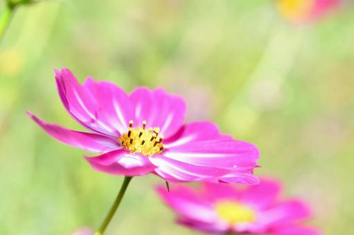 ピンク色のコスモスの写真