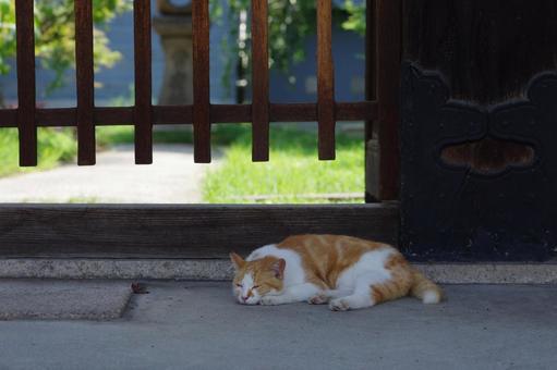 Cat in front of the gate of Zenryuji Temple, Kuchinawazaka, Two-colored cat, JPG