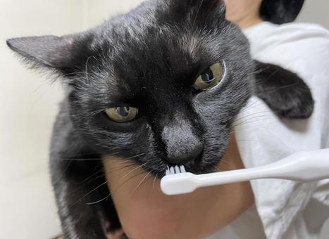 黒猫の歯ブラシタイム 黒猫,猫,歯ブラシの写真素材