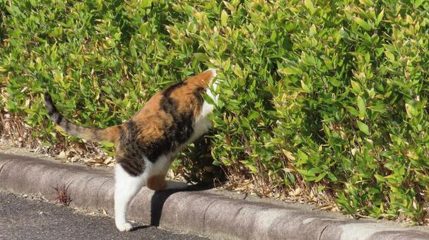 パトロールに妥協がなく隅々まで確認する猫 三毛猫,猫,パトロールの写真素材