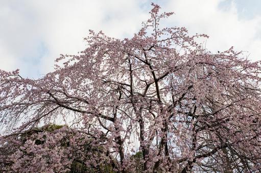 榴岡公園の桜⑾ 榴岡公園の桜⑾の写真
