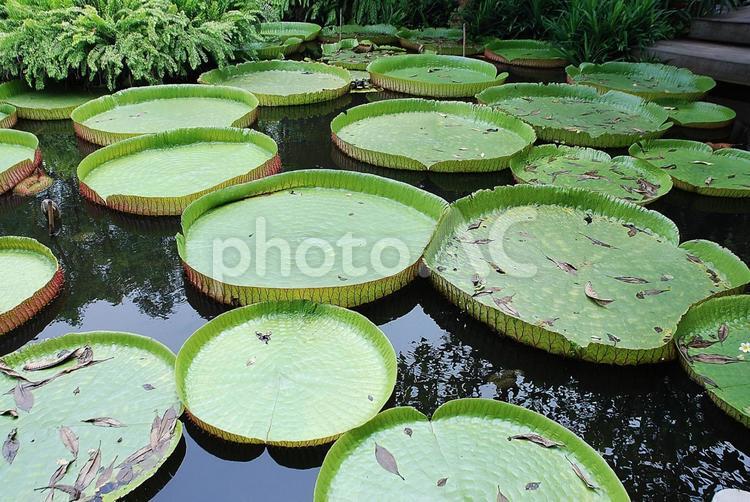 タイの蓮の葉 ハスの葉,蓮の葉,タイの写真素材