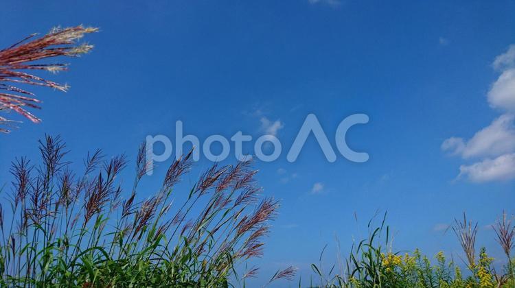 爽やか空とすすきの穂る風景 すすきの穂,フィールド,何人もありませんの写真素材