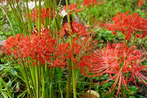 ヒガンバナ ヒガンバナ 彼岸花,植物,花の写真素材