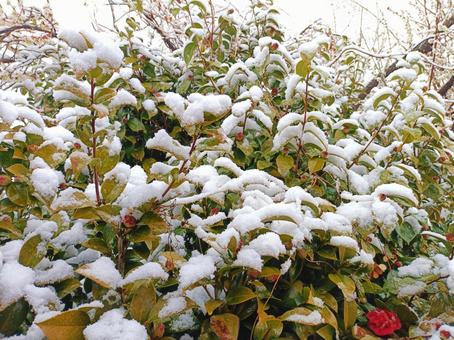 雪が積もった梅 梅,雪,つぼみの写真素材