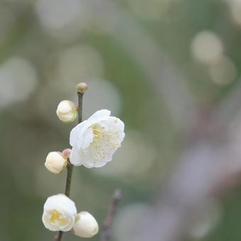 梅 梅,花,梅花の写真素材