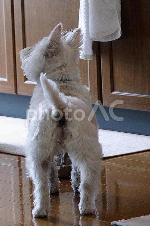 ホワイトテリア　チビタ　91　おやつ頂戴 ホワイトテリア,愛犬,ペットの写真素材