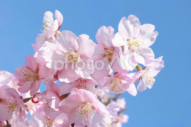 桜　さくら　サクラ　青空　卒業式　入学式　青い空 桜,さくら,青空の写真素材