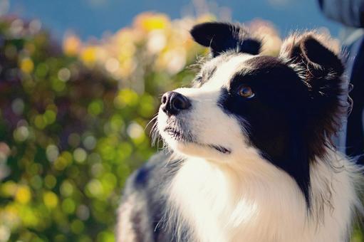 ボーダーコリーの写真
