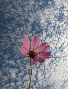 Photo, cosmos, spare, autumn cherry blossoms, 