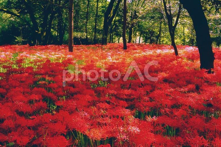 木々と一面の彼岸花２ 彼岸花,花,秋の写真素材