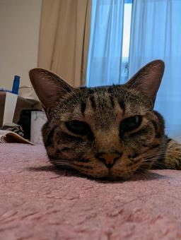 まったりするネコ まったりするネコの写真