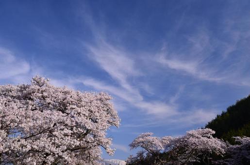 Photo, cherry blossoms, north alps, omachi, 