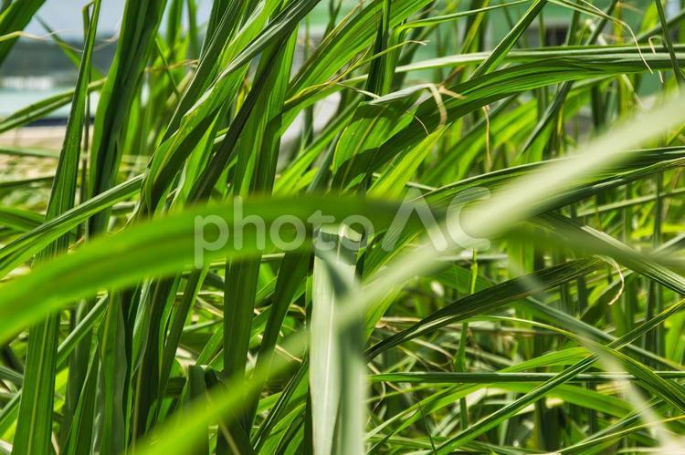 夏の沖縄、風に揺れるサトウキビ畑 沖縄,サトウキビ,畑の写真素材