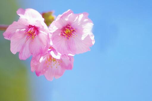 桜 桜,アップ,空の写真素材