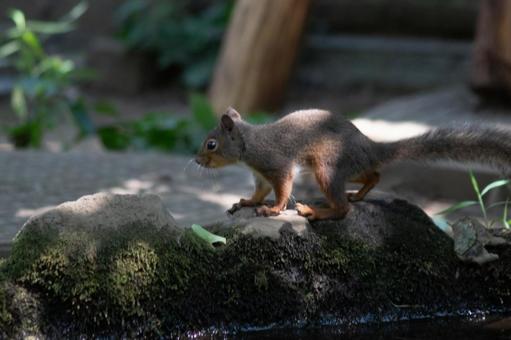 ニホンリス ニホンリス リス,動物園,ニホンリスの写真素材