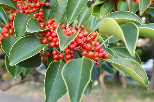 南天の赤い実と葉　お正月の縁起物 南天,お正月,正月の写真素材