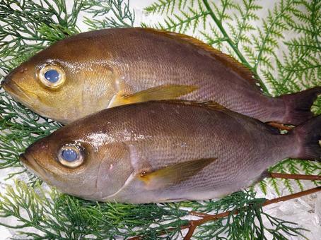 いさき いさき イサキ,魚,お造りの写真素材
