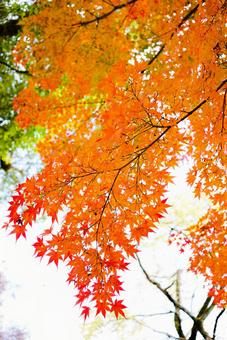 紅葉 紅葉の写真